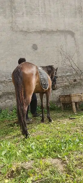 Horse