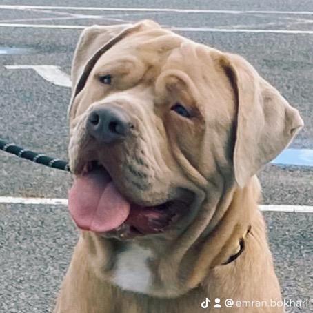 Bandog Mastiff