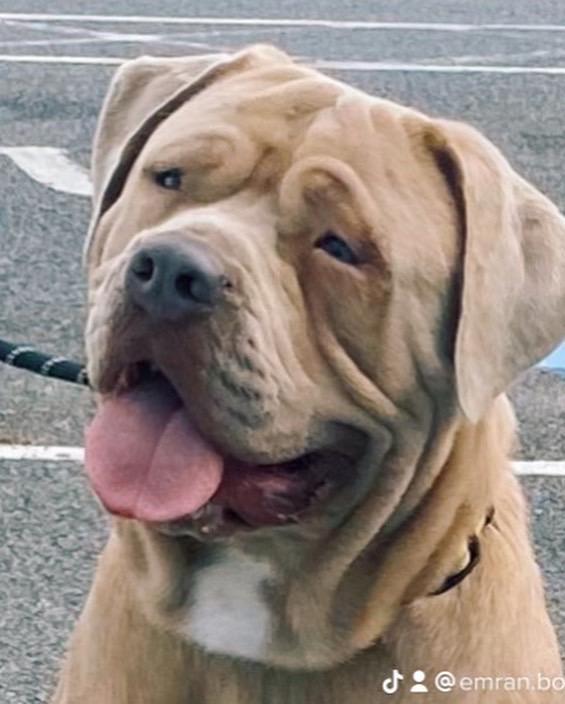 Bandog Mastiff