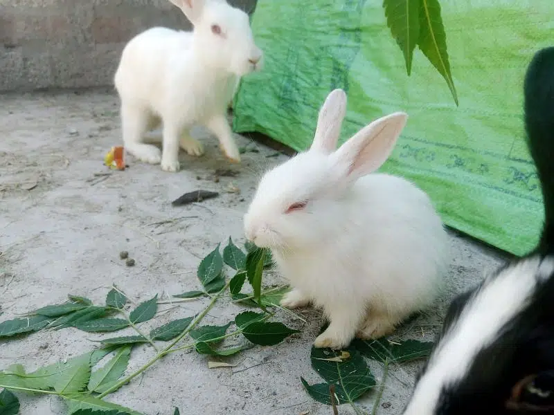 Rabbit For Sale