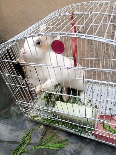 Rabbit For Sale