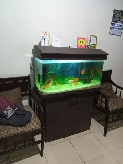 Fish For Sale