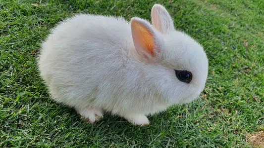 Rabbit For Sale