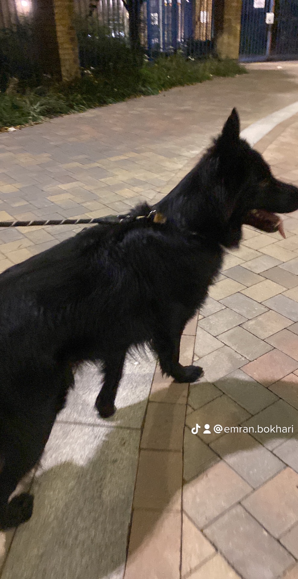 German Shephered Pair (Male and Female)