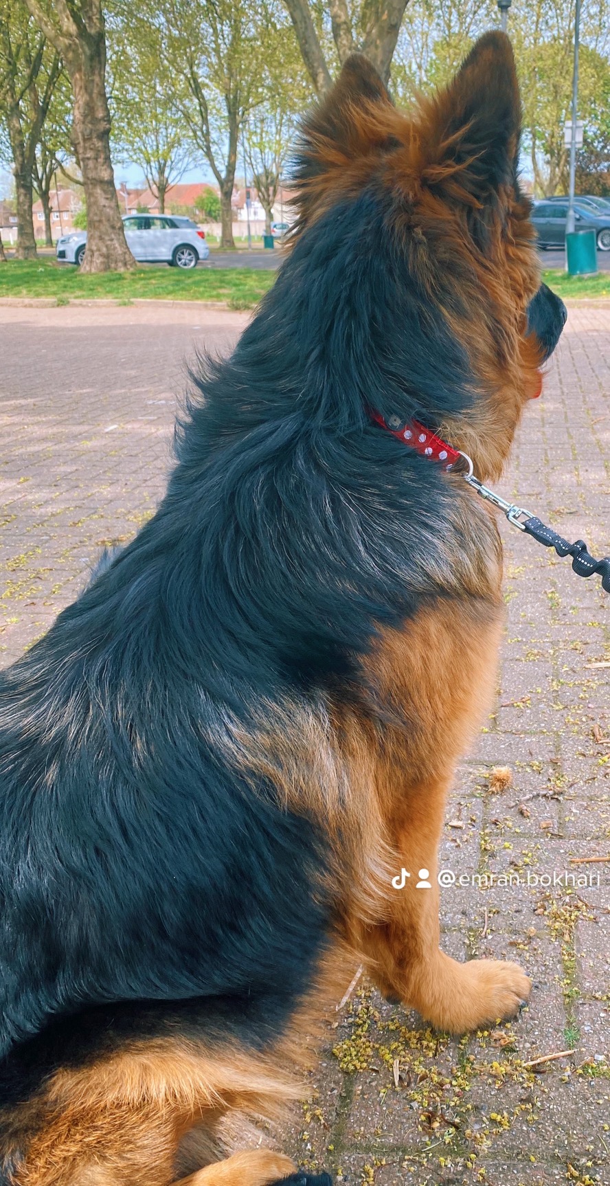 German Shephered Pair (Male and Female)