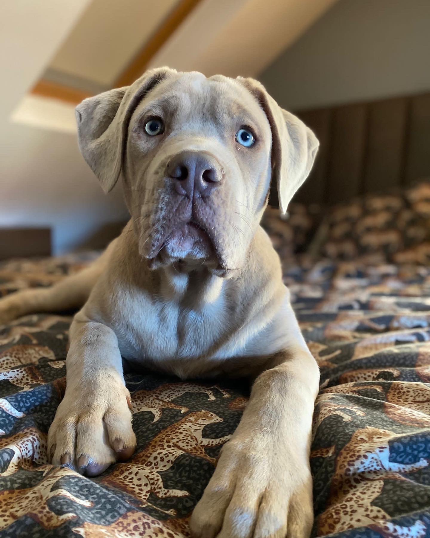 Cane Corso (Champion Line)