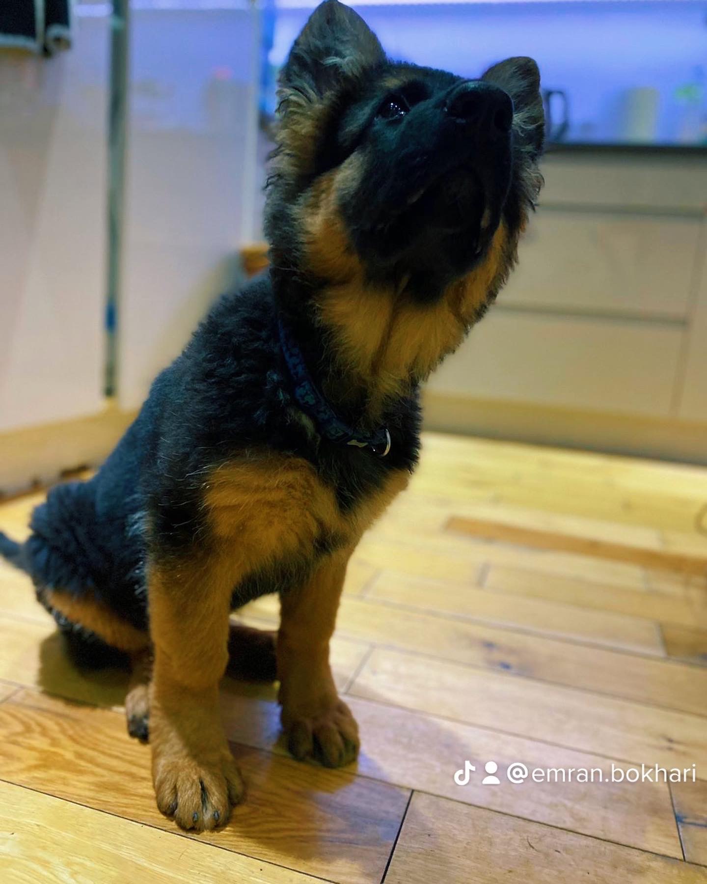 German Shepherd Female