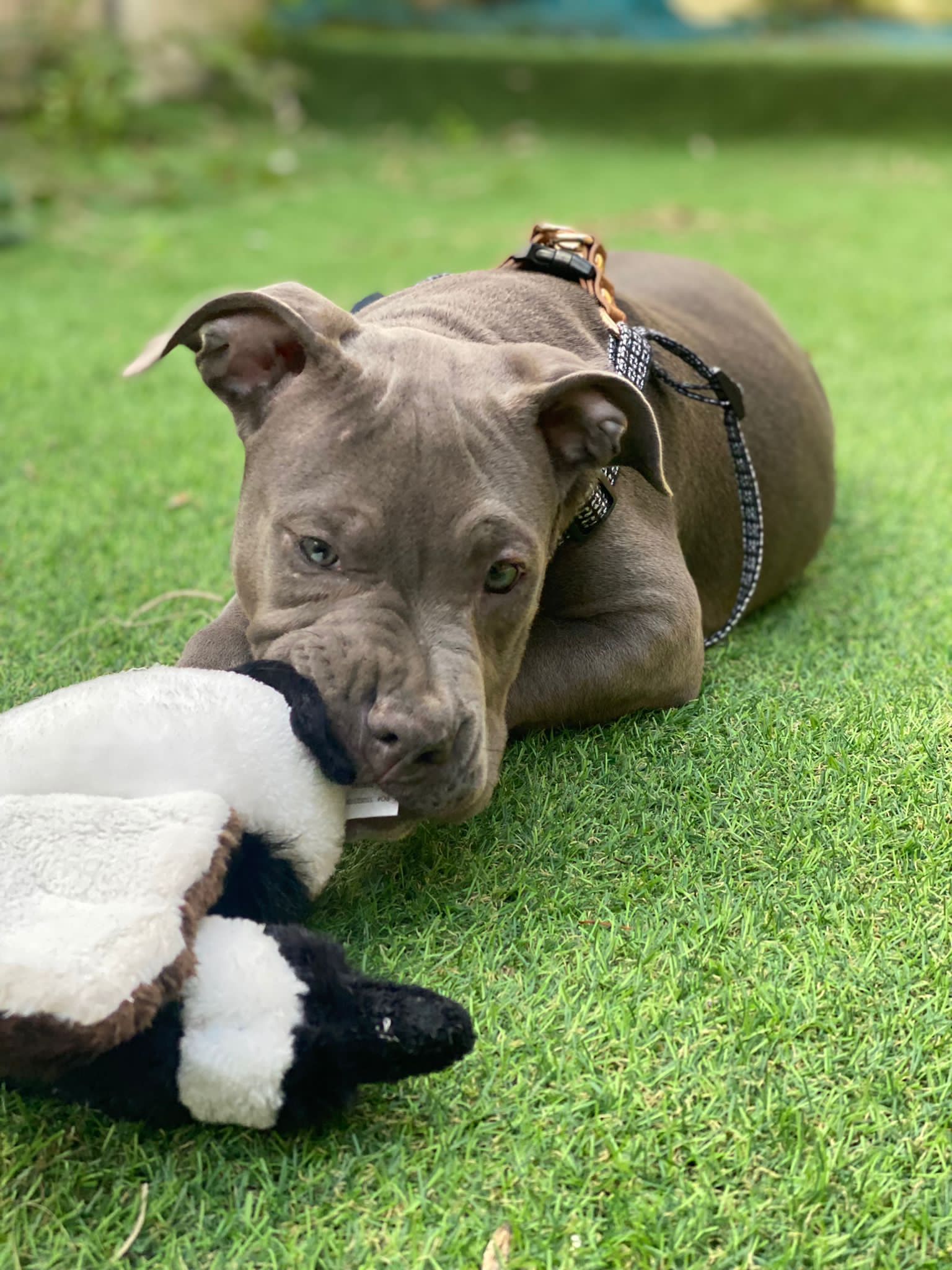 American XL Bully (Female)