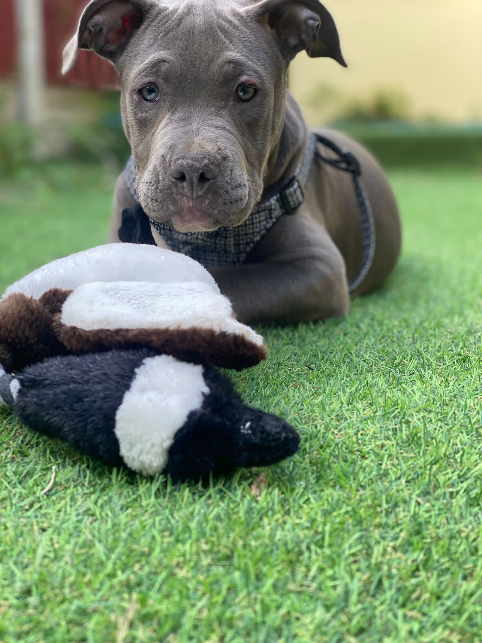 American XL Bully (Female)