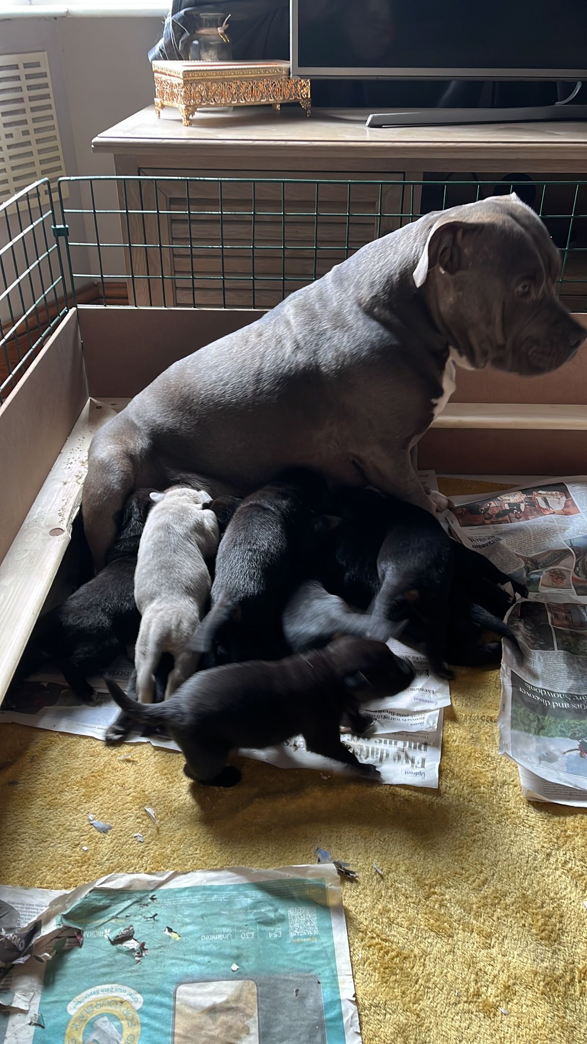 American XL Bully Puppies