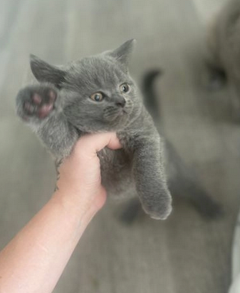 British Shorthairs