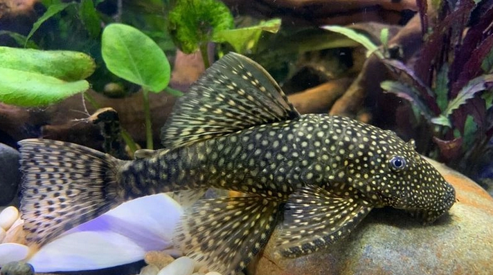 Plecos Fish