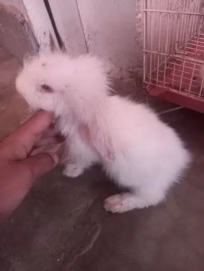 Lion Head Loop Rabbit