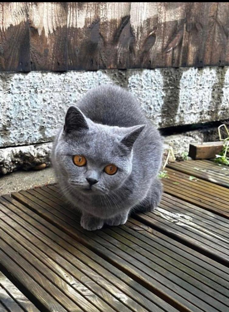 British Shorthair