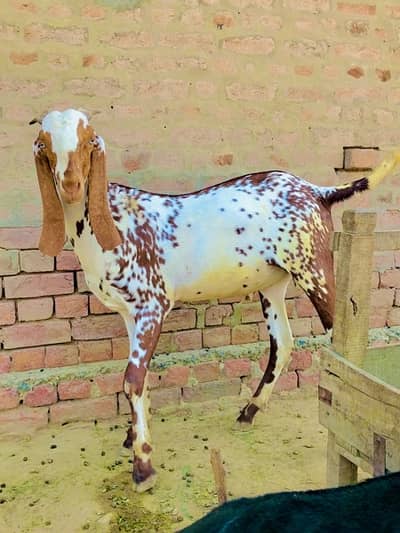 desi bakra