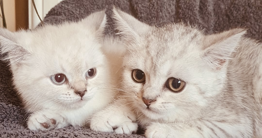 Brithish shirt hair kittens