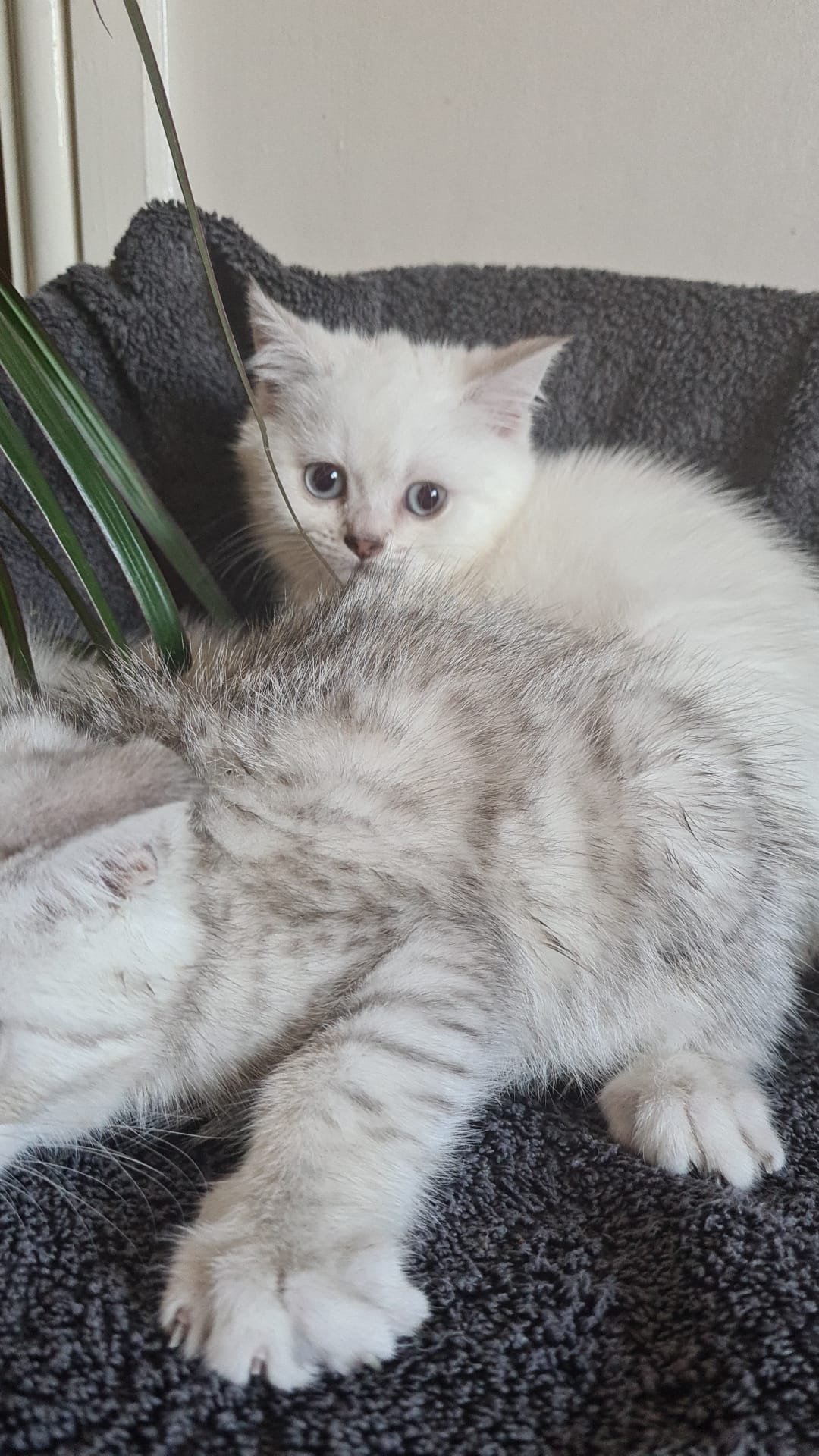 Brithish shirt hair kittens