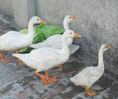 Geese White Chicks for sale