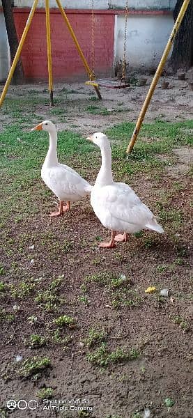 Geese Pair