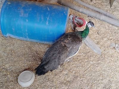 Peacock pair for sale