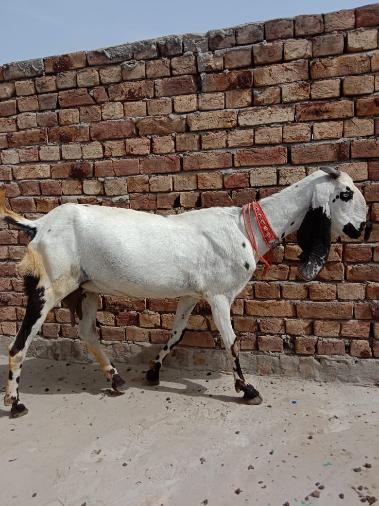 Desi Bakri