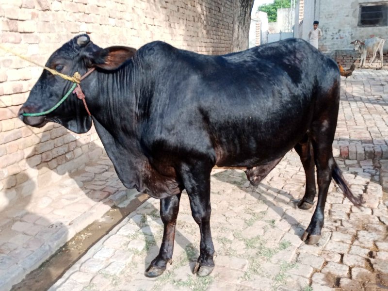 Sahiwal Bull