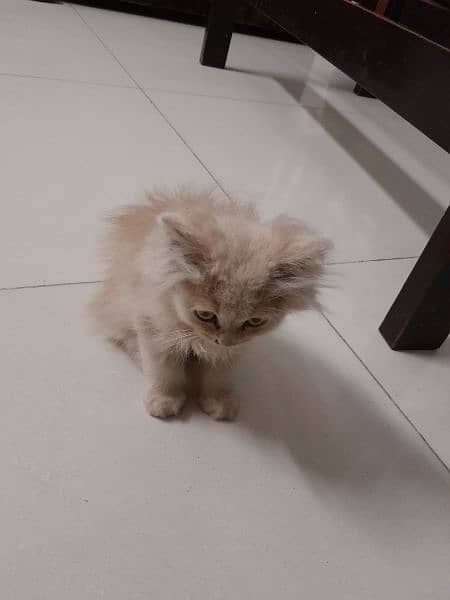 Healthy beautiful kitten