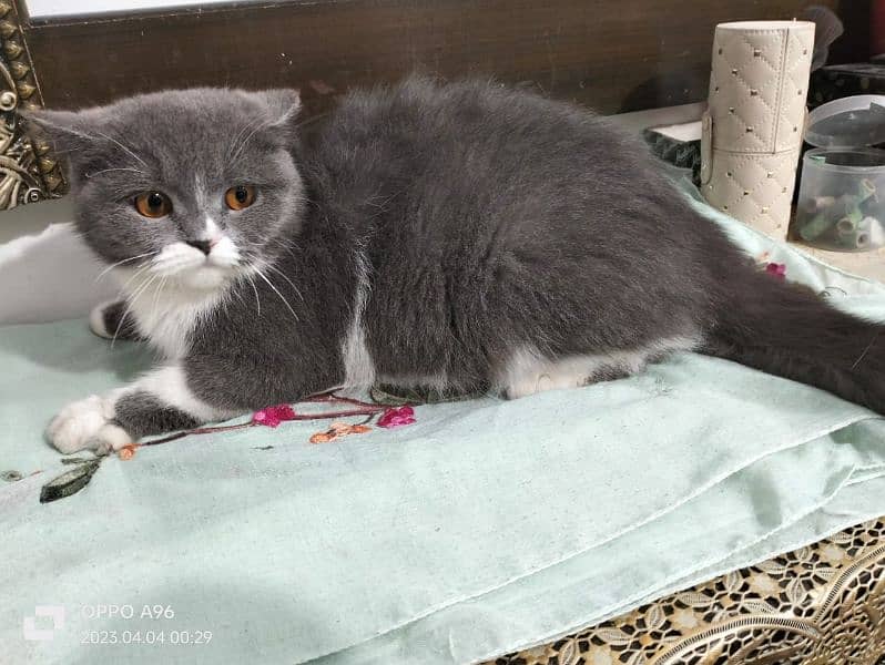 American British shorthair and Persian long cout Cat