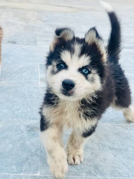 Pure Siberian Husky Puppy
