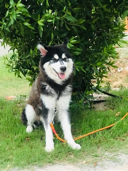 Siberian Husky (Urgently)for sale