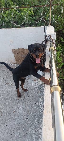 Rottweiler For sale