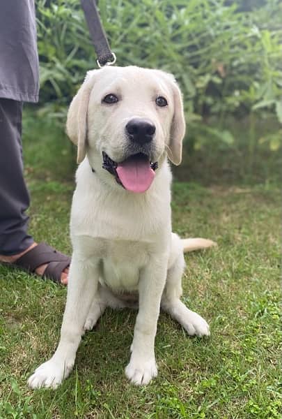 Labrador Female Puppy