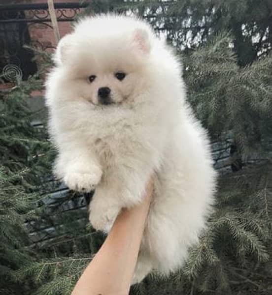 Pomeranian Dog