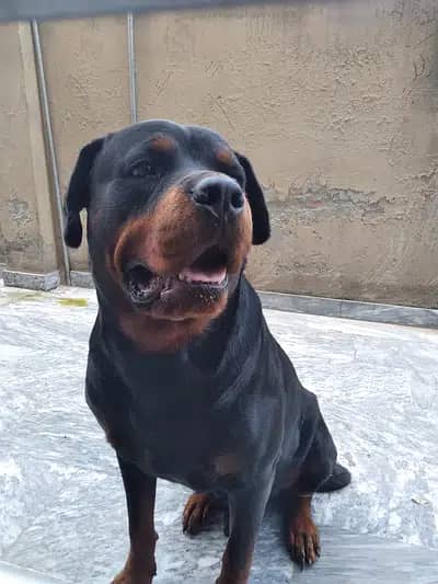 Rottweiler male pedigree for sale