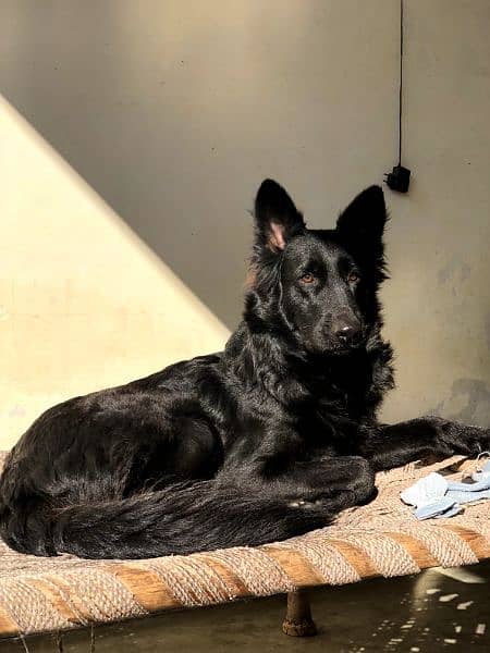 black German female shepherd