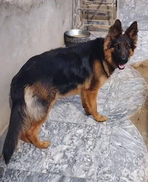 long coat German shepherd female